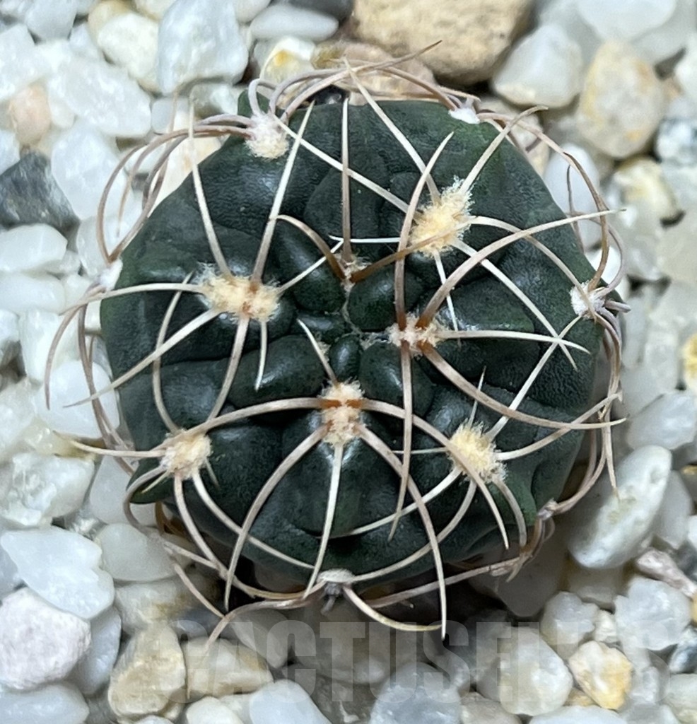 SHPR19945 Gymnocalycium ritterianum - Image 2