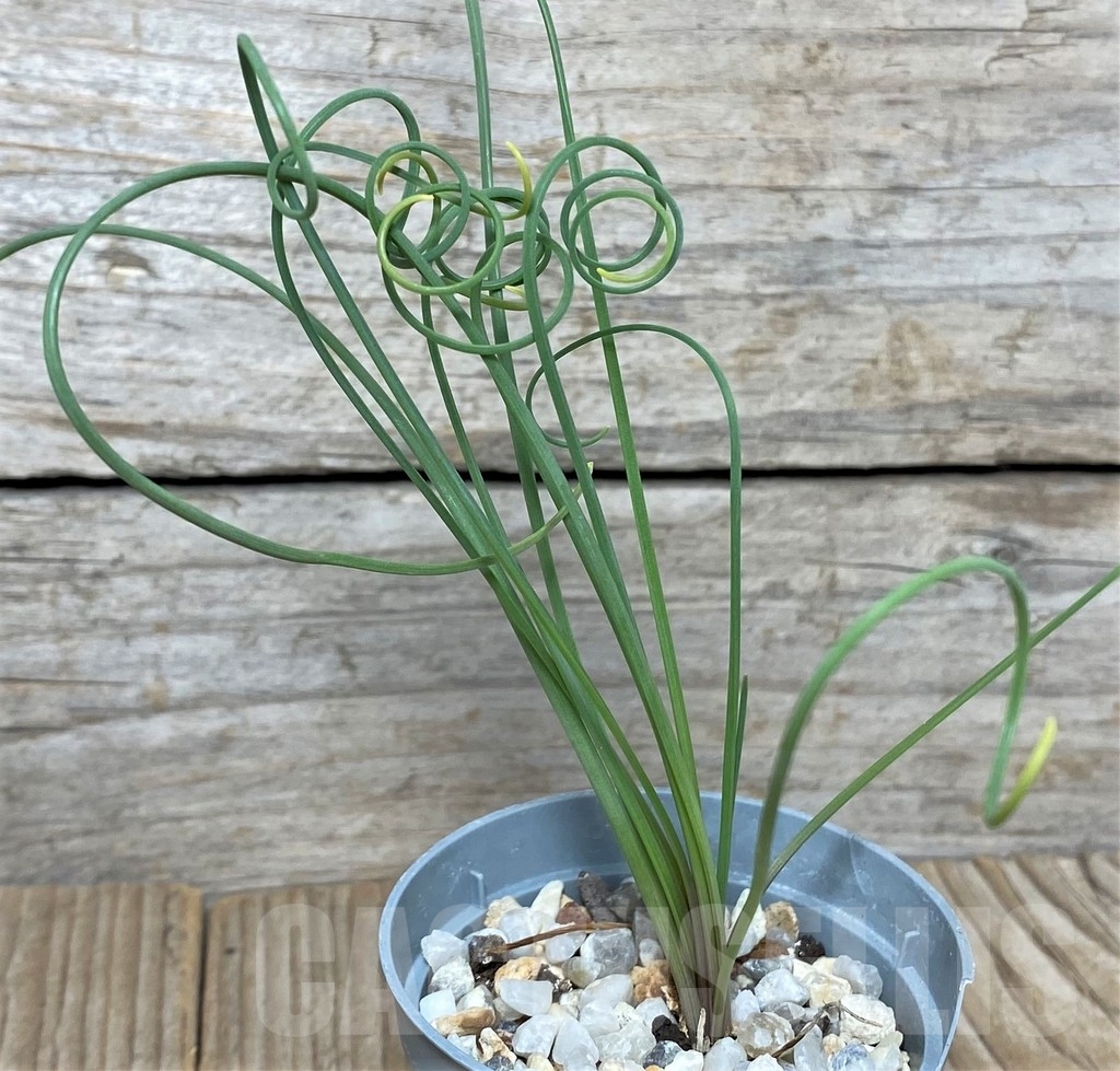 SHPR19658 Albuca spiralis