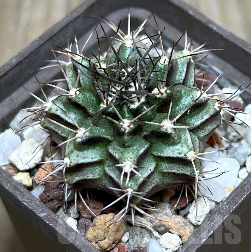 SHPR19947 Gymnocalycium damsii