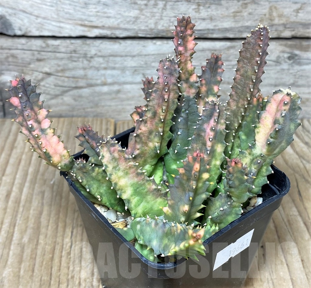 SHPR19661 Huernia zebrina – Image 2