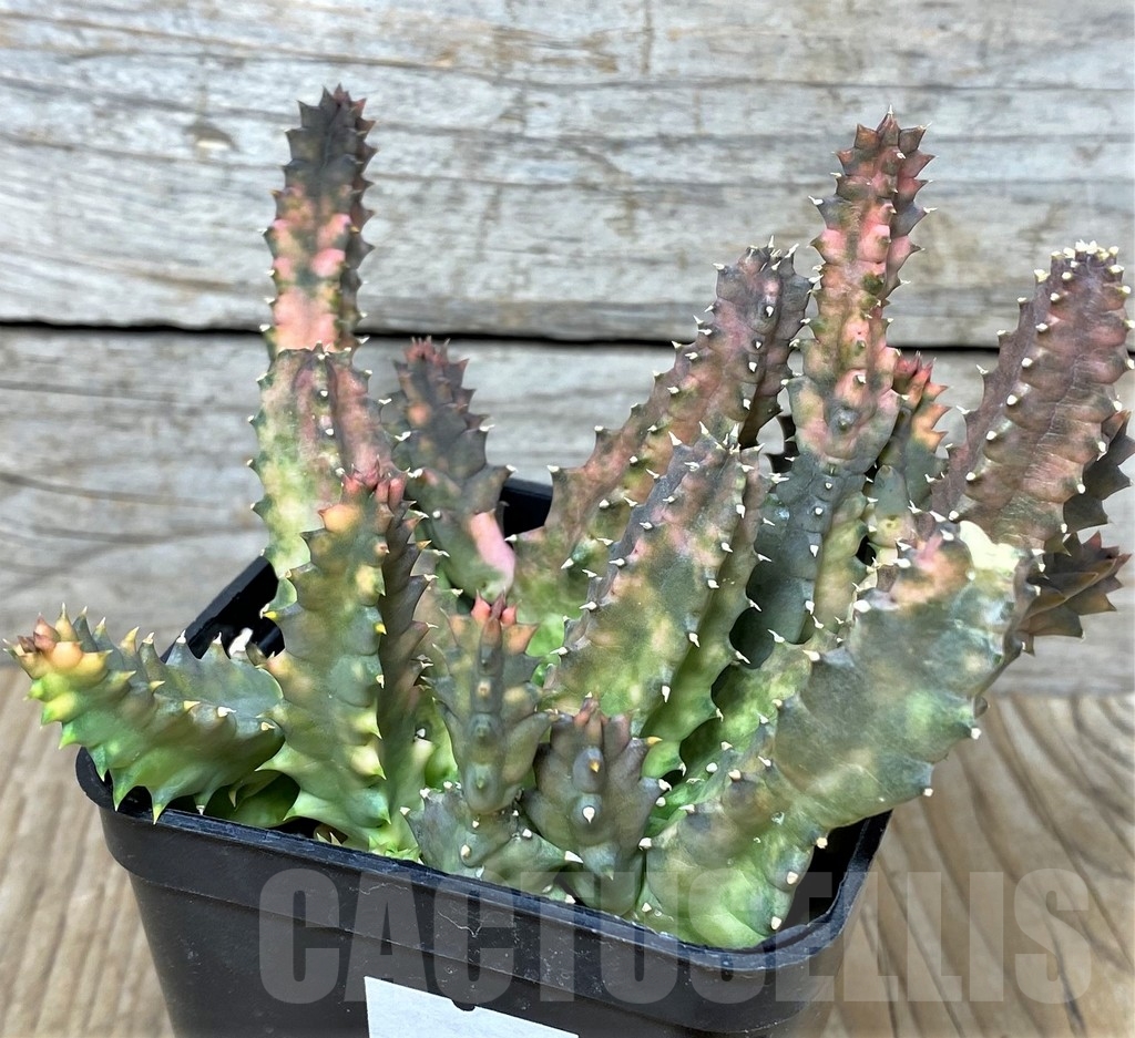 SHPR19661 Huernia zebrina