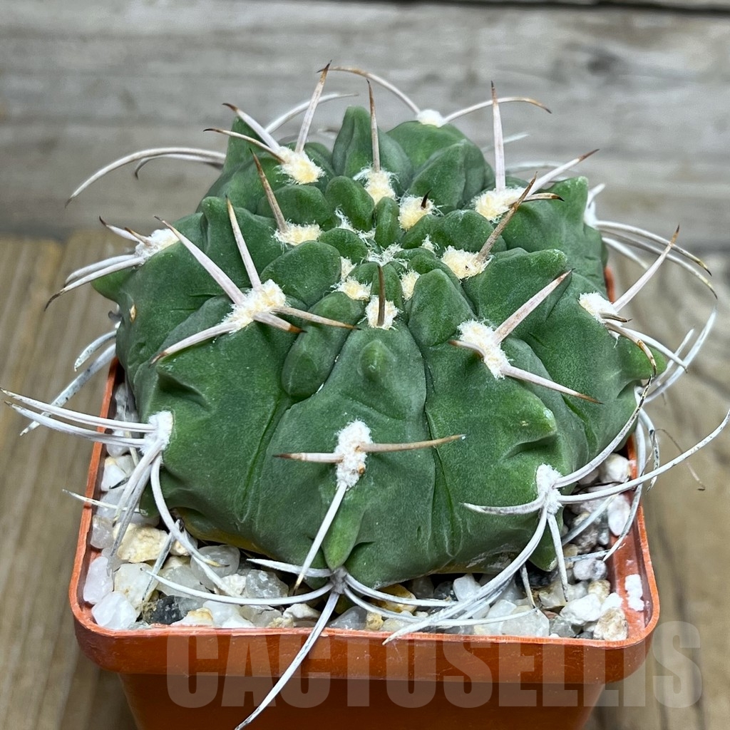 SHPR19948 Gymnocalycium catamarcense v. densispinum OF 27-80