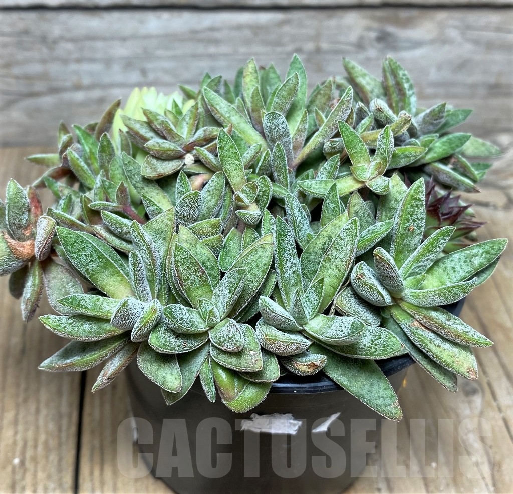 SHPR19662 Crassula justi-corderoyi hybrid