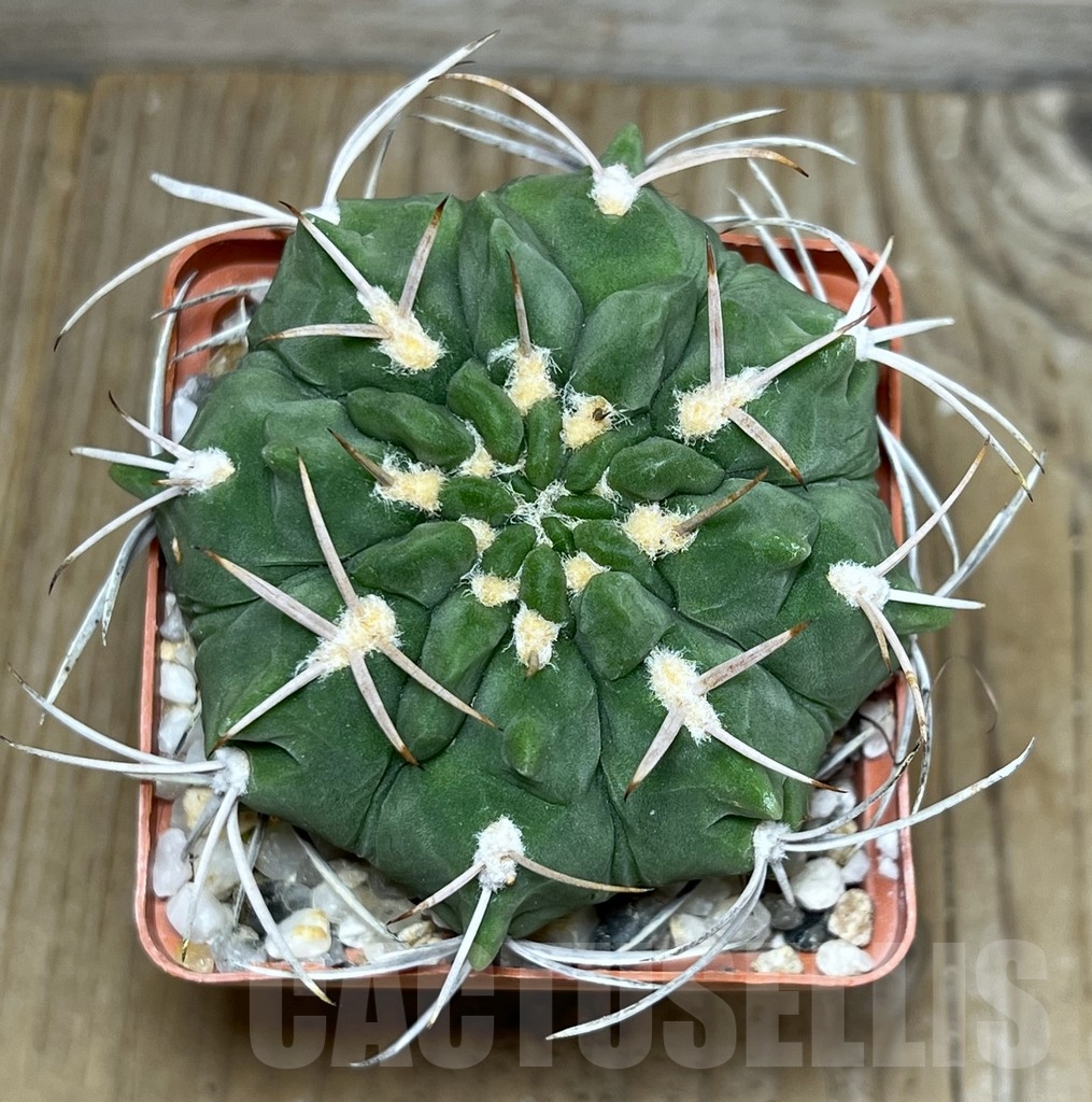 SHPR19948 Gymnocalycium catamarcense v. densispinum OF 27-80 - Image 2