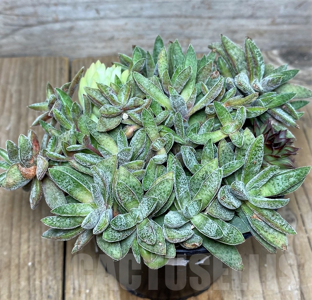 SHPR19662 Crassula justi-corderoyi hybrid – Image 2