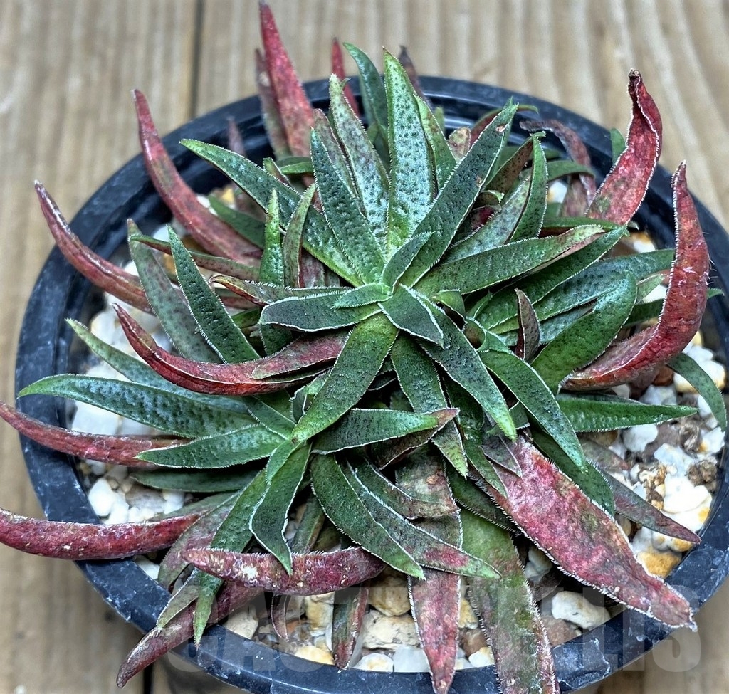 SHPR19663 Crassula exilis ssp. schmidtii