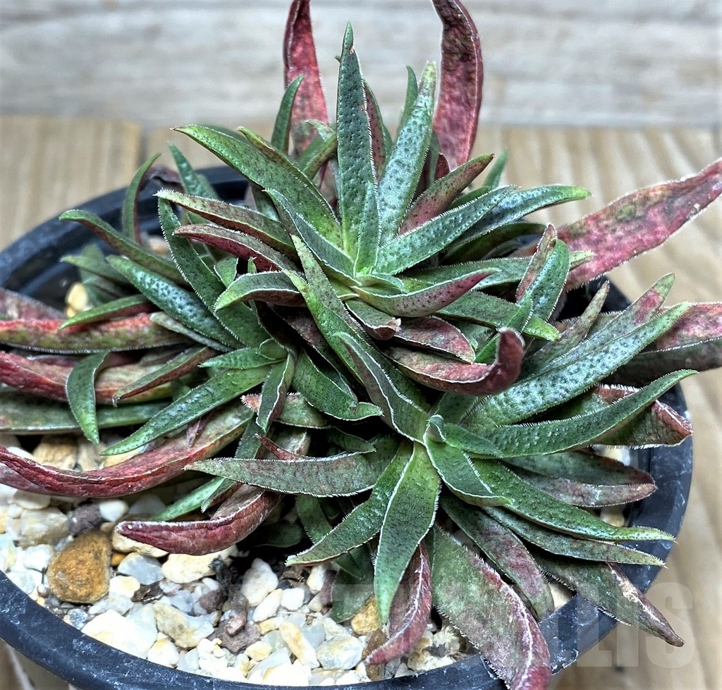 SHPR19663 Crassula exilis ssp. schmidtii - Зображення 2