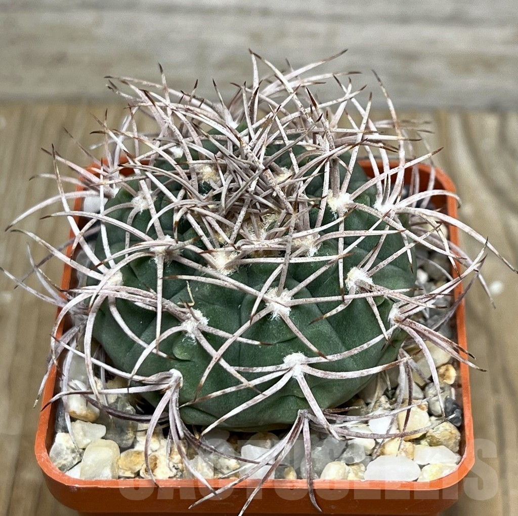 SHPR19949 Gymnocalycium acorrugatum LF 141