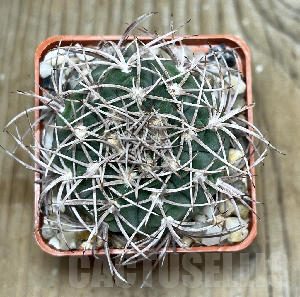 SHPR19949 Gymnocalycium acorrugatum LF 141 - Image 2