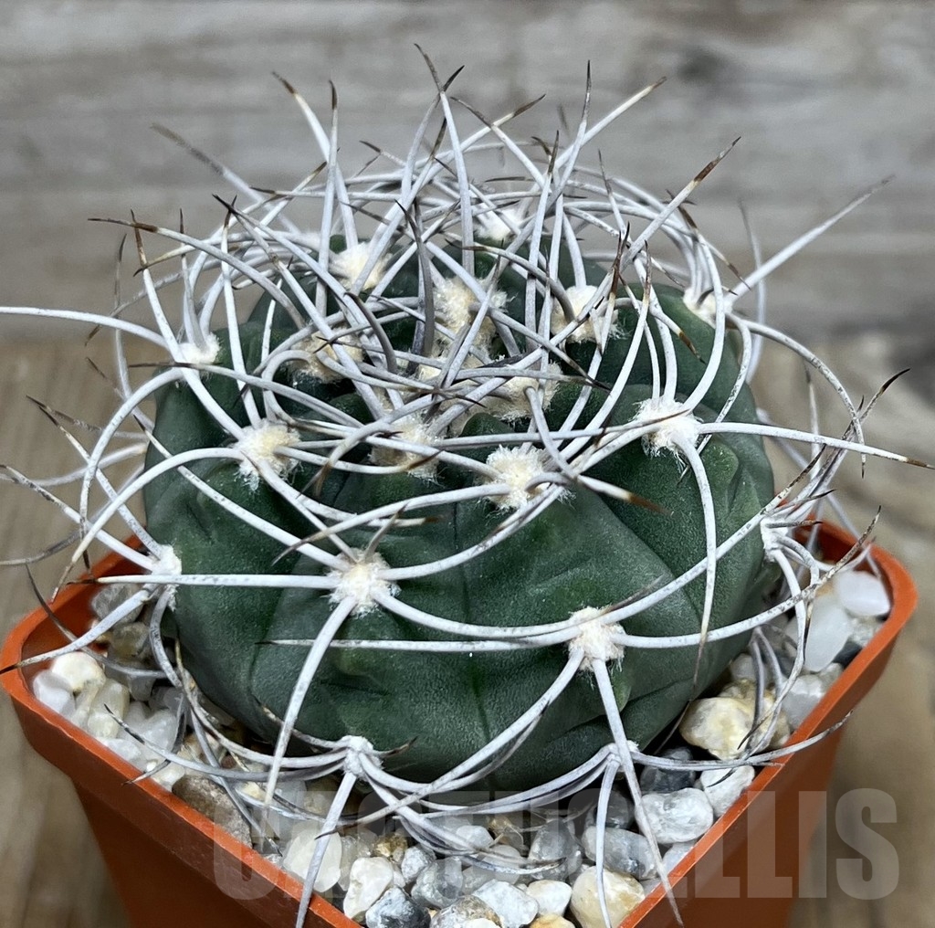 SHPR19950 Gymnocalycium acorrugatum LF 141