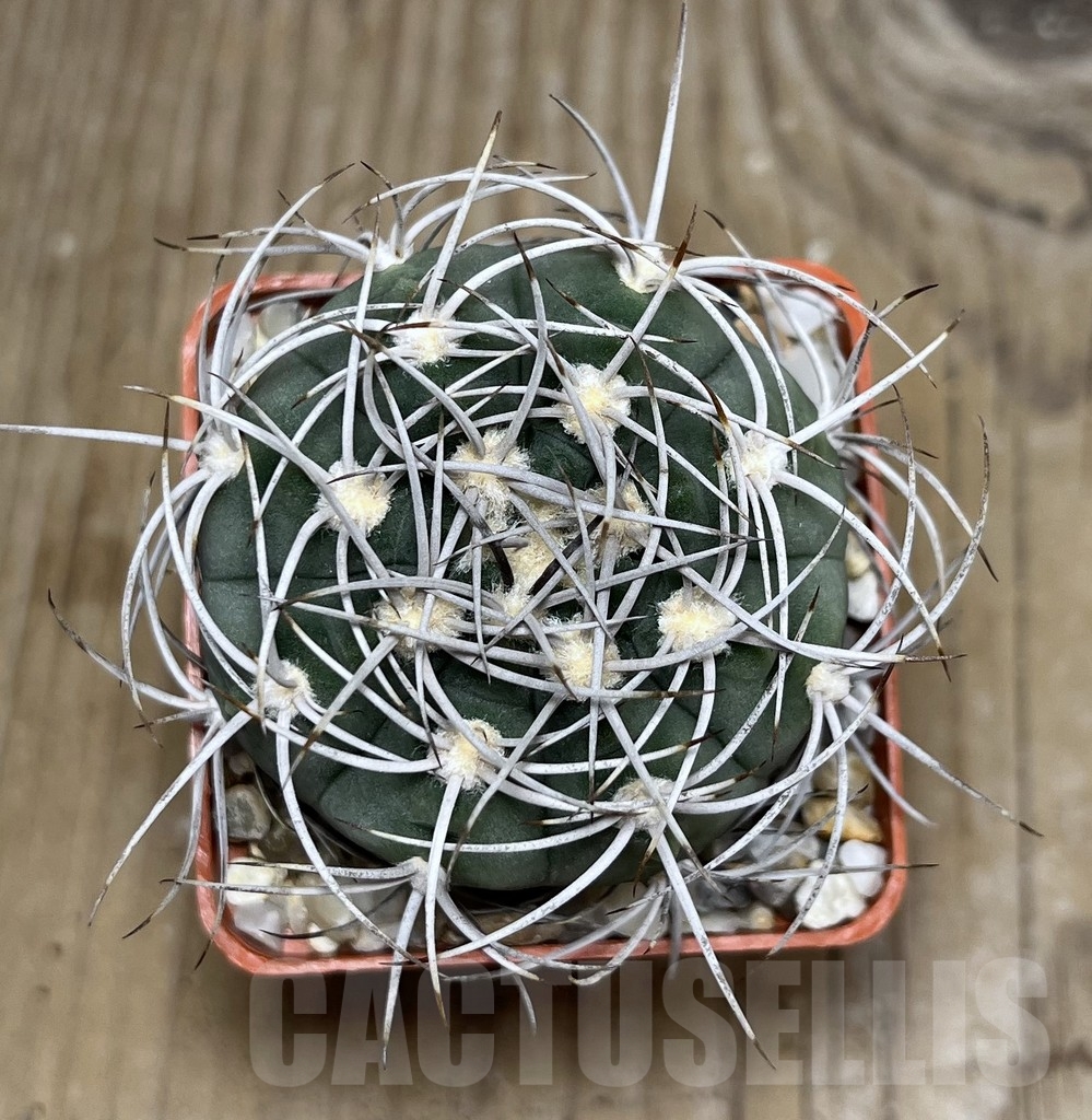 SHPR19950 Gymnocalycium acorrugatum LF 141 - Image 2