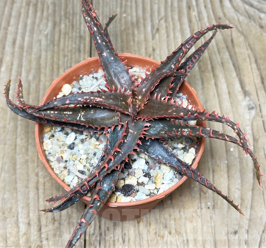 SHPR19680 Aloe bakeri x 'Christmas Carol' - Image 2