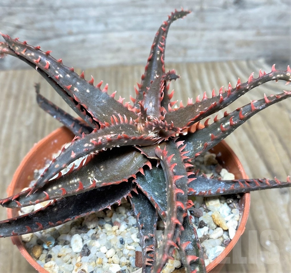 SHPR19680 Aloe bakeri x 'Christmas Carol'