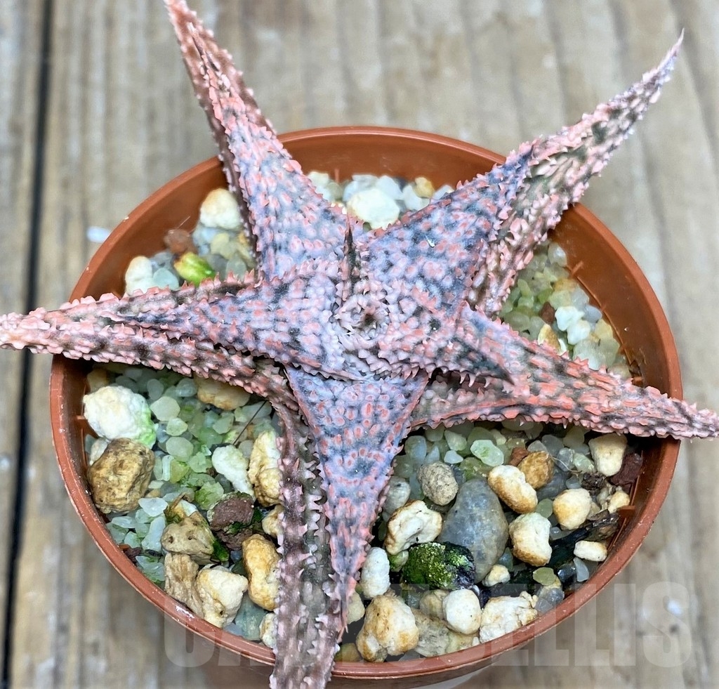 SHPR19681 Aloe hybrid - Image 2