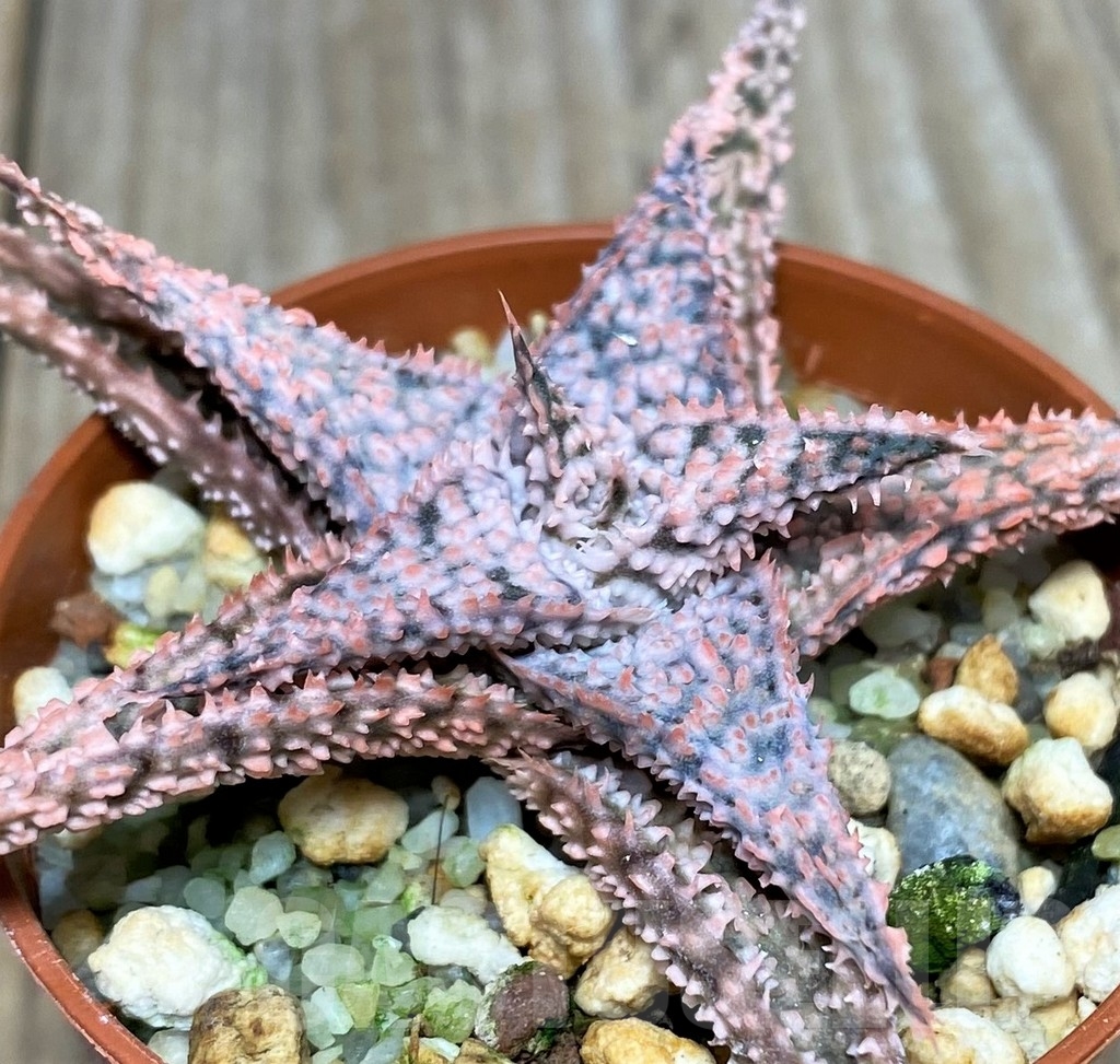 SHPR19681 Aloe hybrid