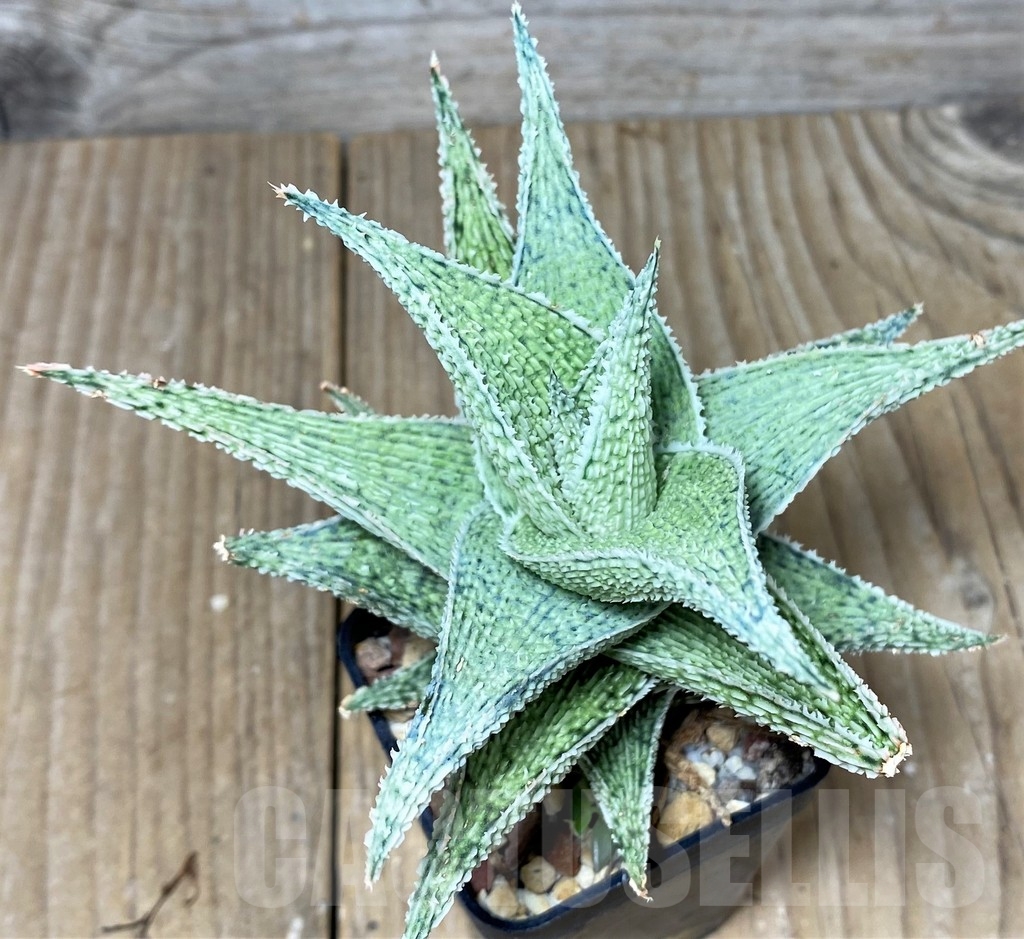 SHPR19683 Aloe 'DN Premium' hybrid - Image 2