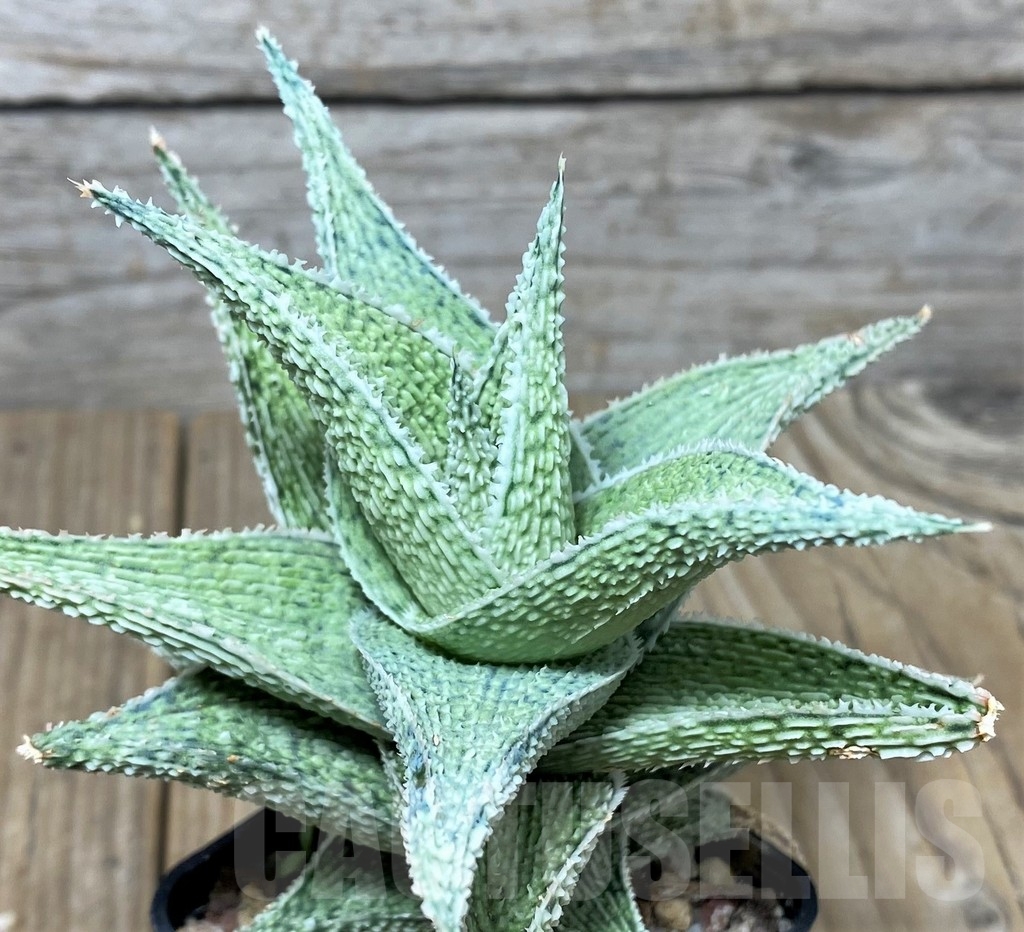 SHPR19683 Aloe 'DN Premium' hybrid