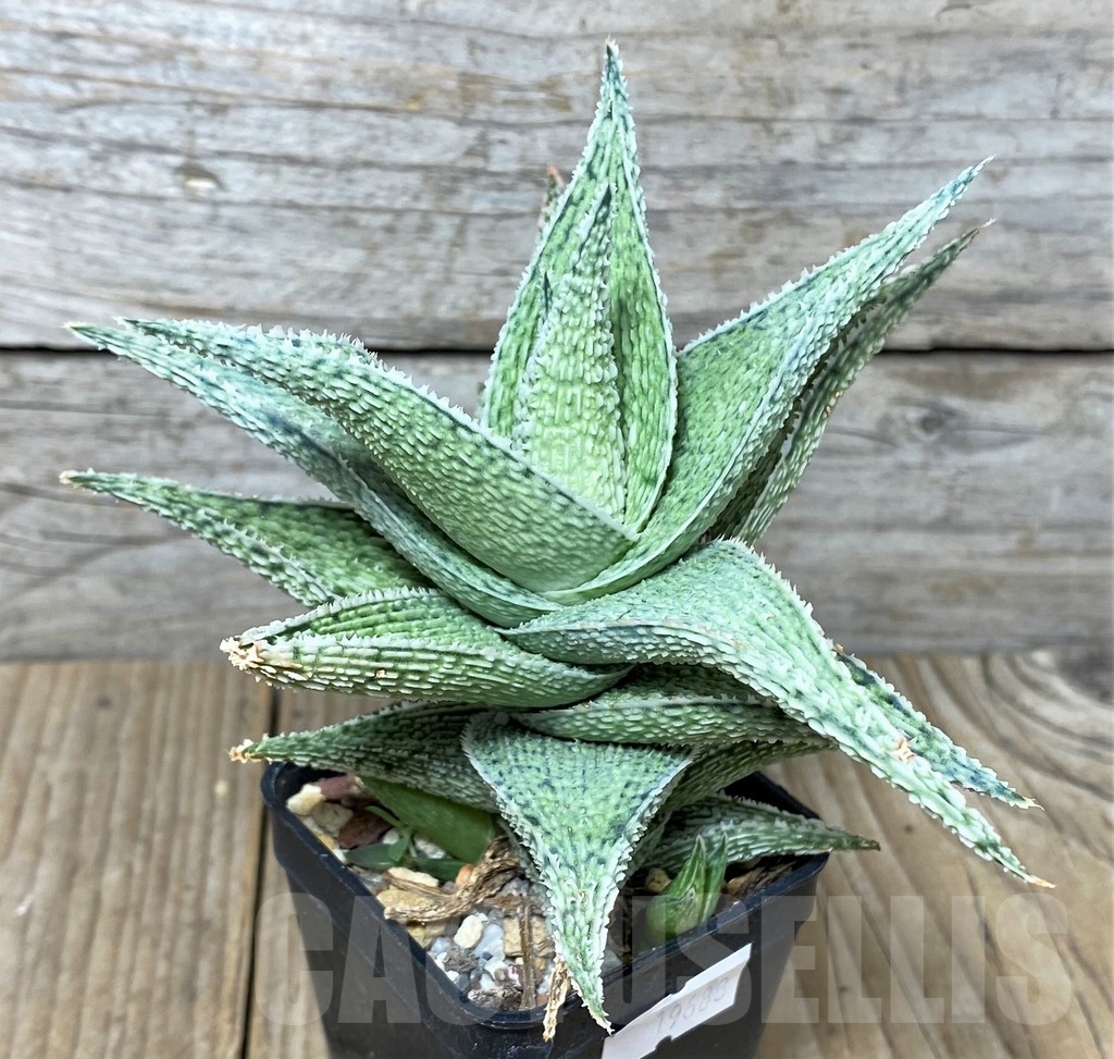 SHPR19683 Aloe 'DN Premium' hybrid - Image 3