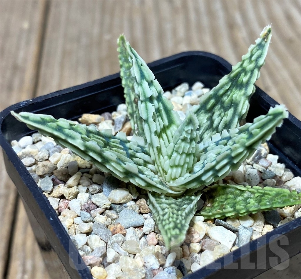 SHPR19684 Aloe TCT hybrid - Image 3