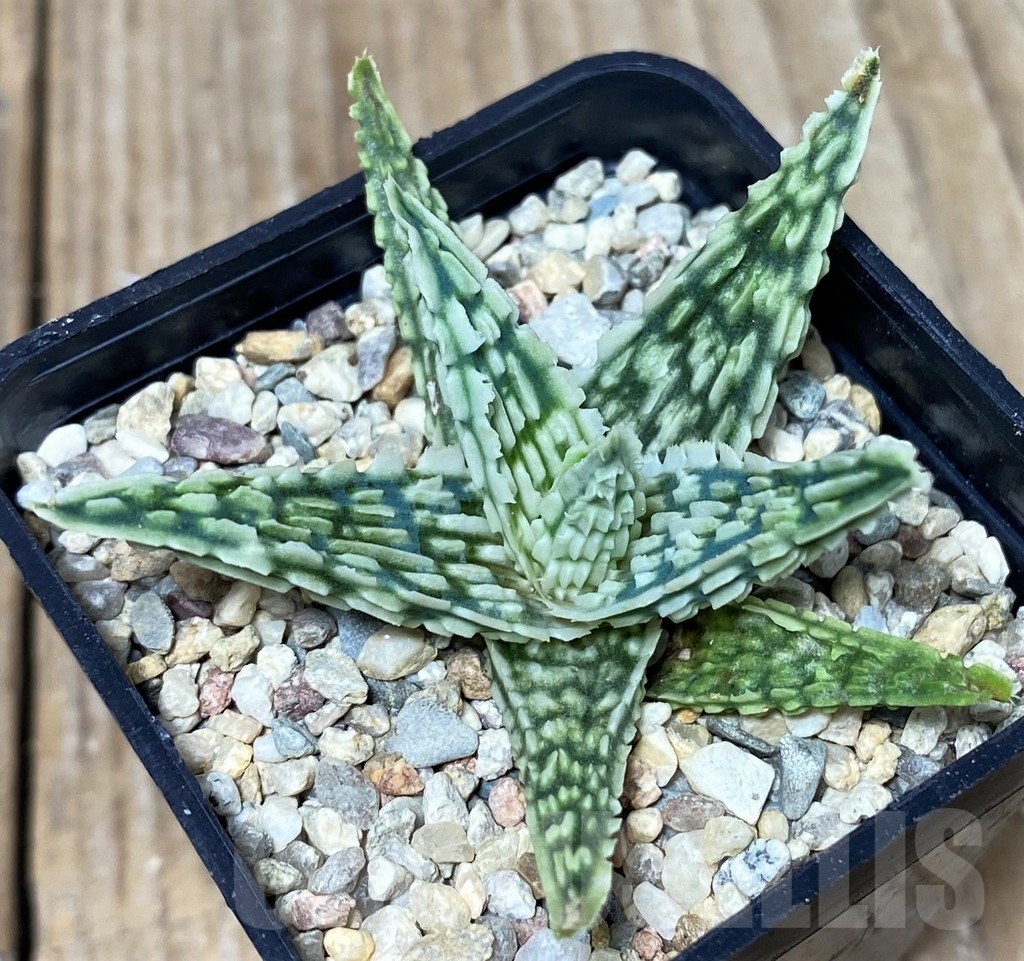 SHPR19684 Aloe TCT hybrid - Image 2