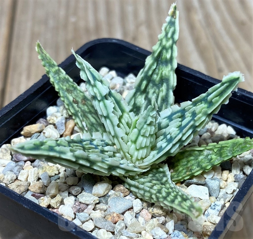 SHPR19684 Aloe TCT hybrid