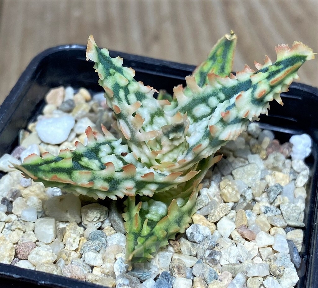 SHPR19686 Aloe TCT hybrid