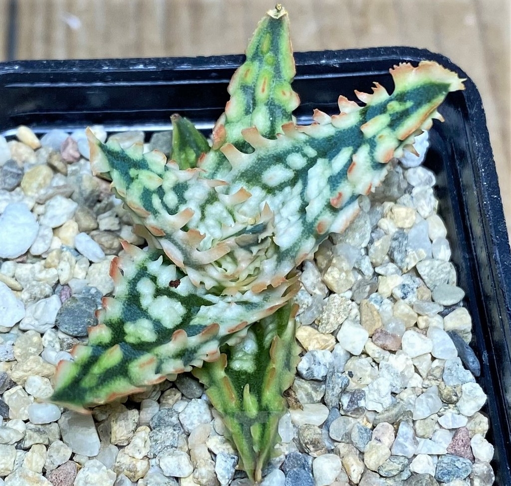 SHPR19686 Aloe TCT hybrid - Image 2