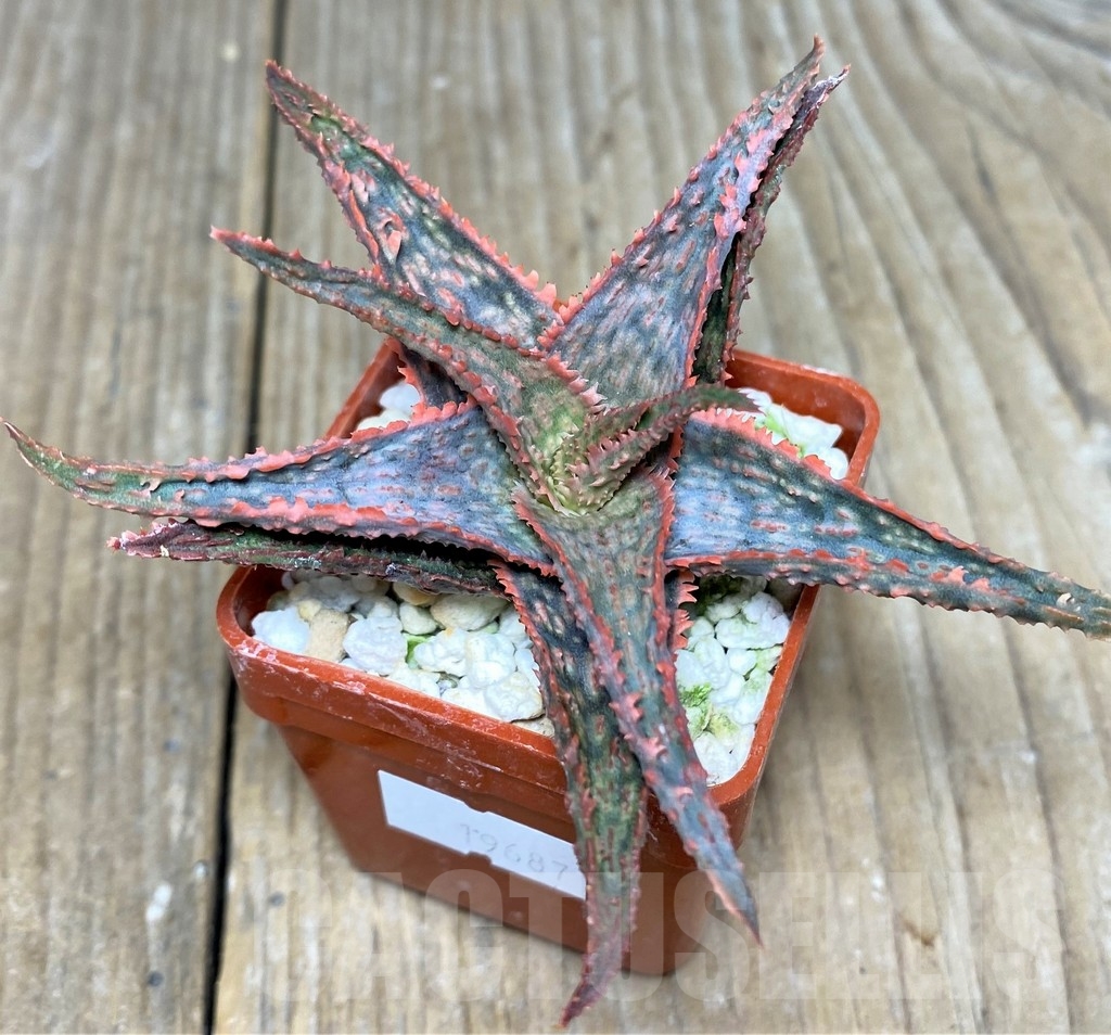 SHPR19687 Aloe hybrid - Image 2