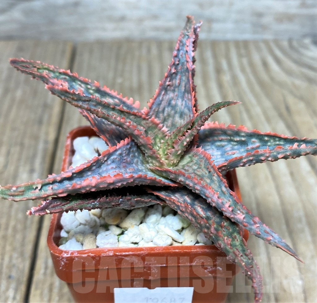 SHPR19687 Aloe hybrid