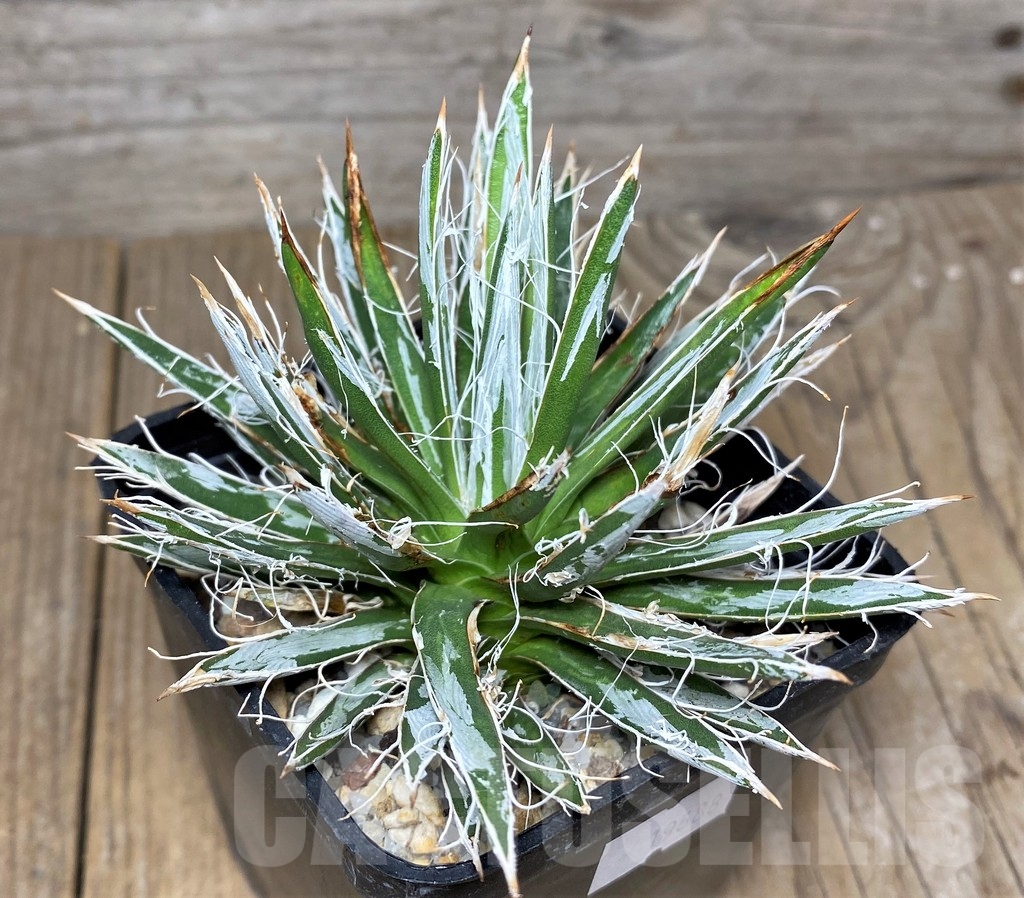 SHPR19688 Agave toumeyana v. bella