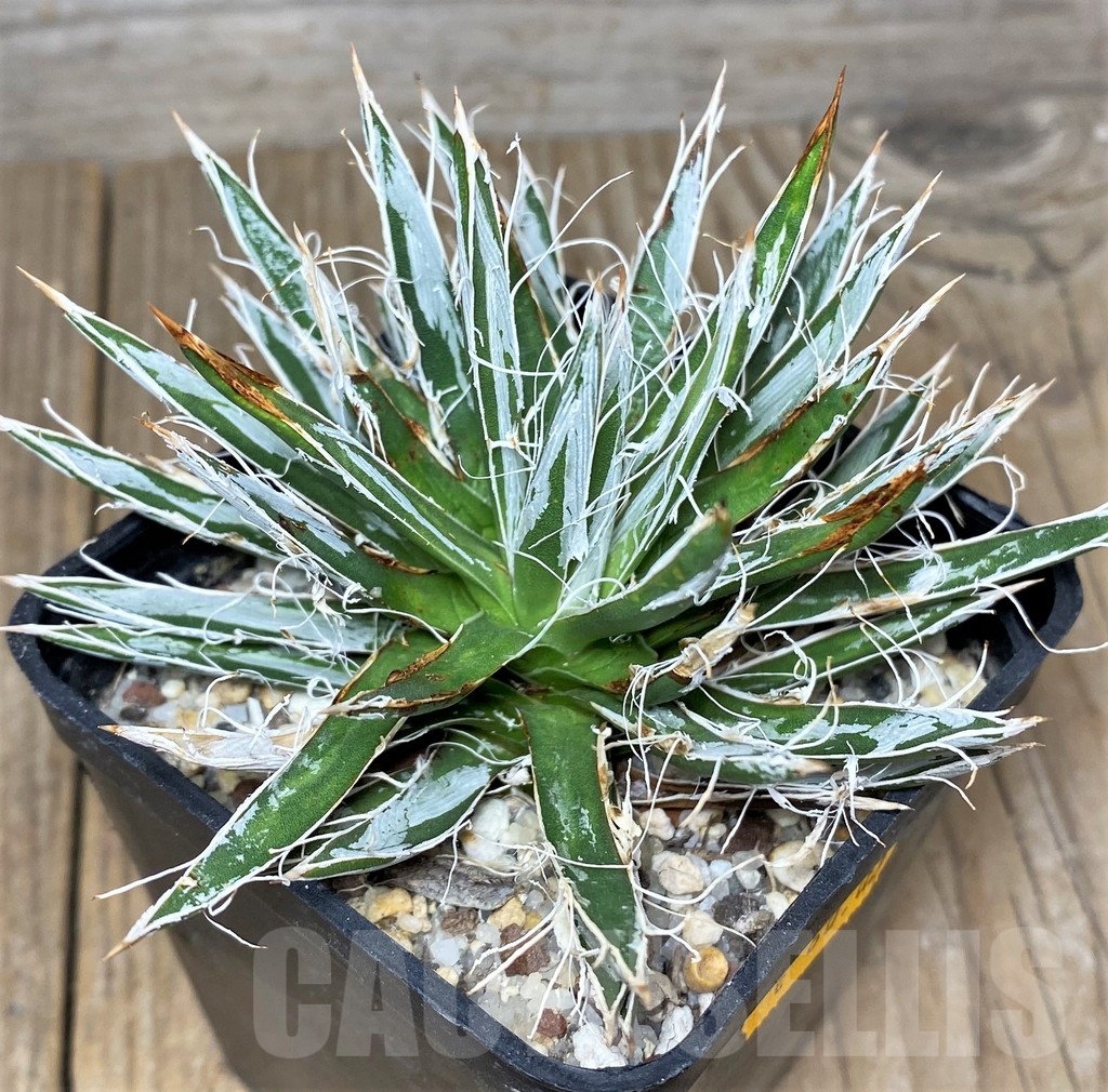 SHPR19688 Agave toumeyana v. bella - Image 2