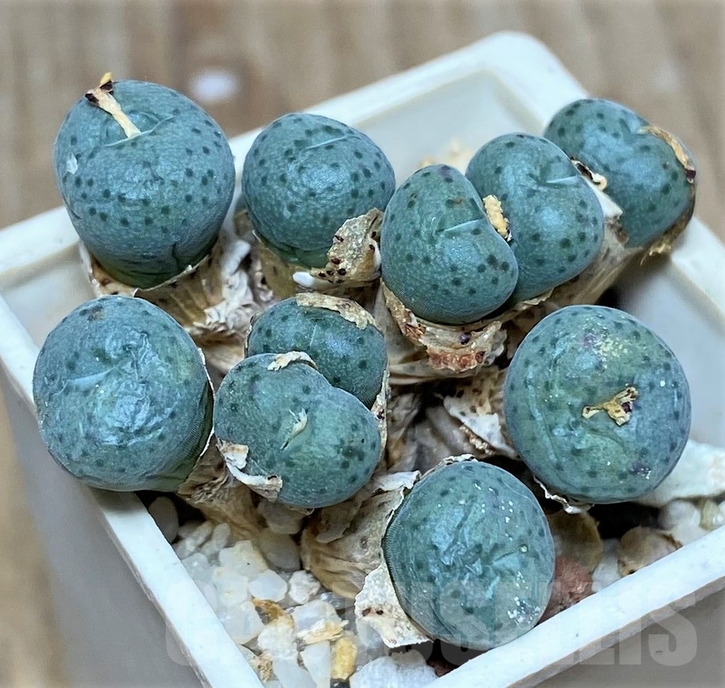 SHPR19694 Conophytum tantillum ssp. lindenianum COP 142-7