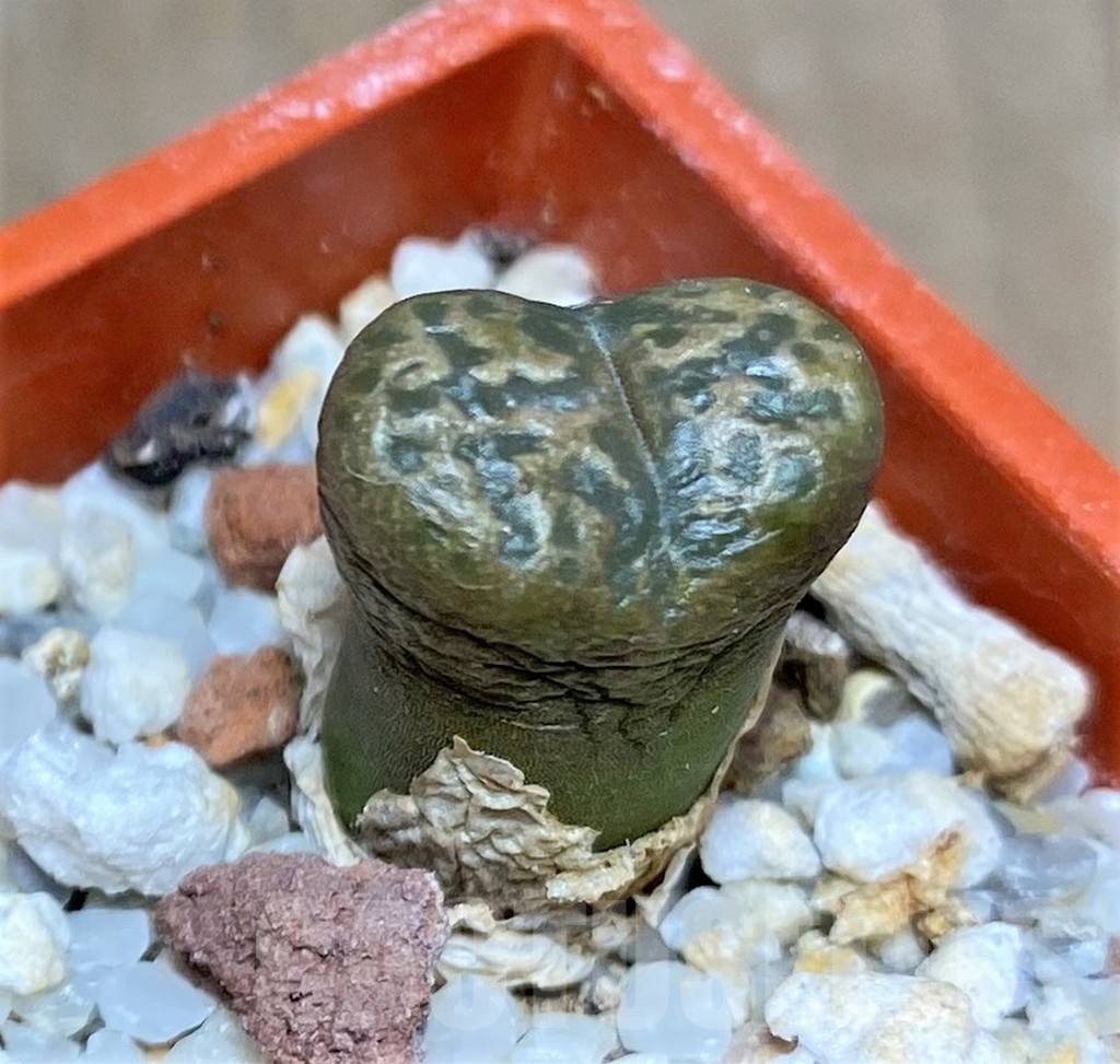 SHPR19697 Conophytum pellucidum -S. Rietlontein- - Image 2