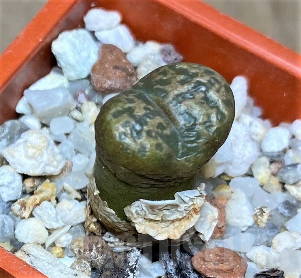 SHPR19697 Conophytum pellucidum -S. Rietlontein-