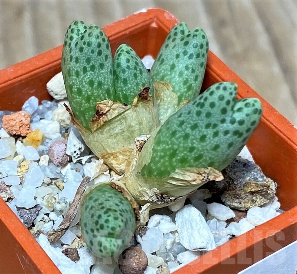 SHPR19698 Conophytum marginatum ssp. haramoepense -Wortel-, ex MG 1429.05 - Image 2