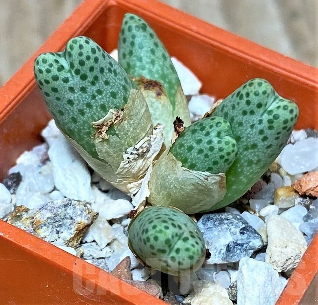 SHPR19698 Conophytum marginatum ssp. haramoepense -Wortel-, ex MG 1429.05