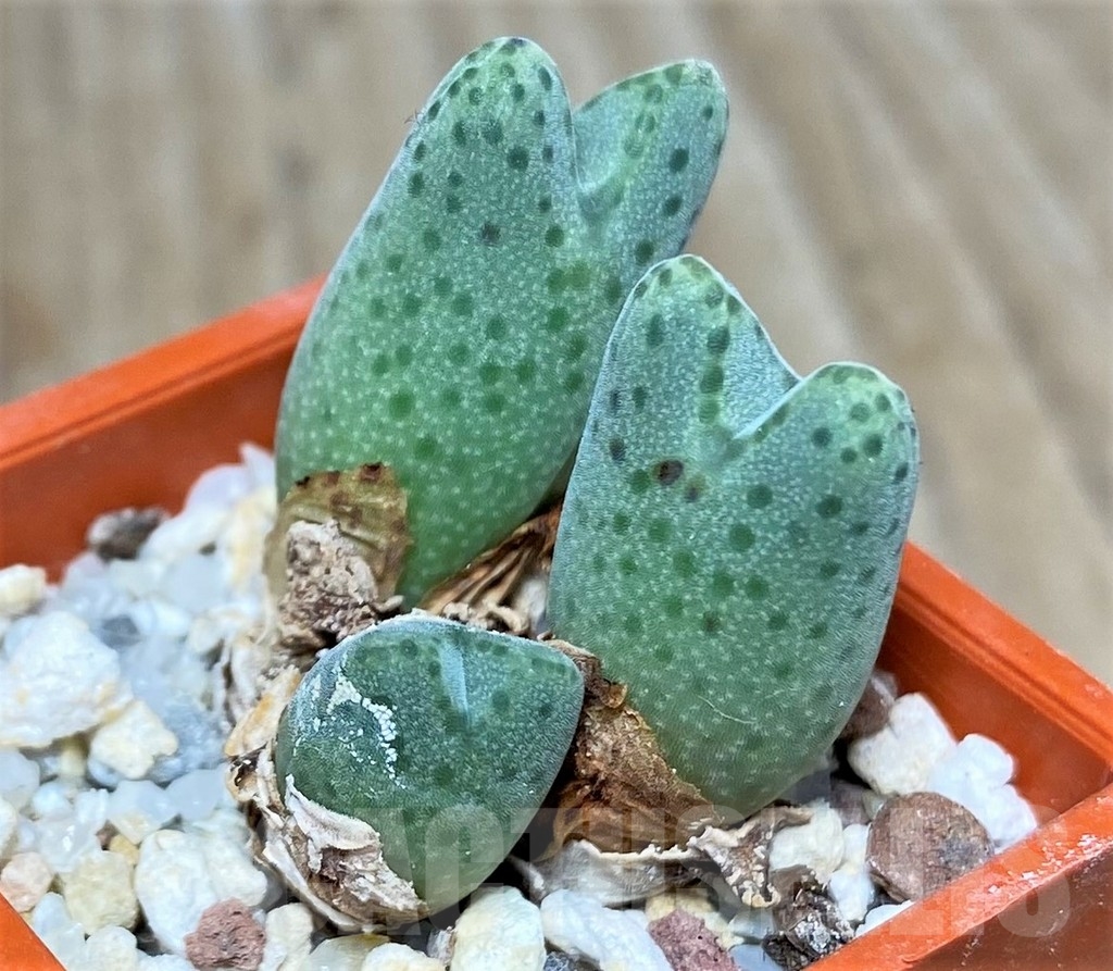 SHPR19700 Conophytum marginatum CR 1133