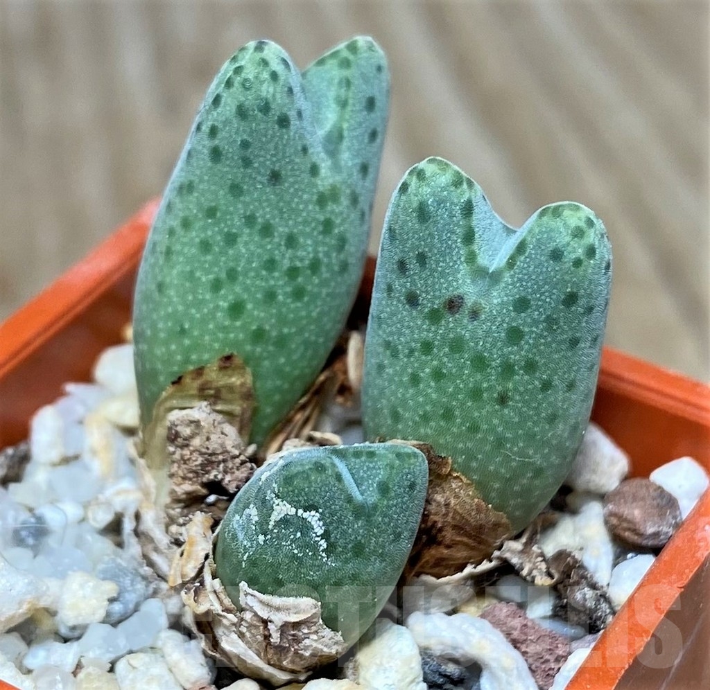 SHPR19700 Conophytum marginatum CR 1133 - Image 2