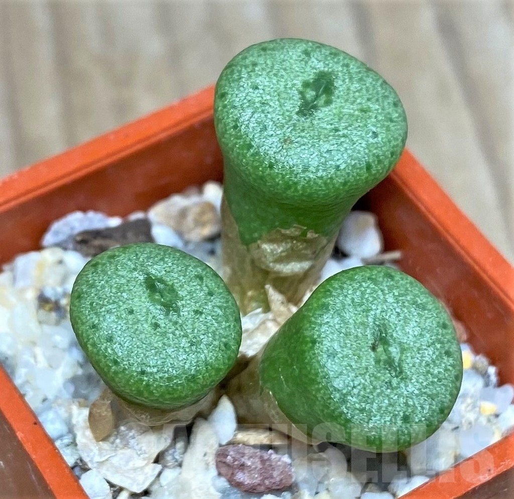 SHPR19819 Conophytum turbiniforme