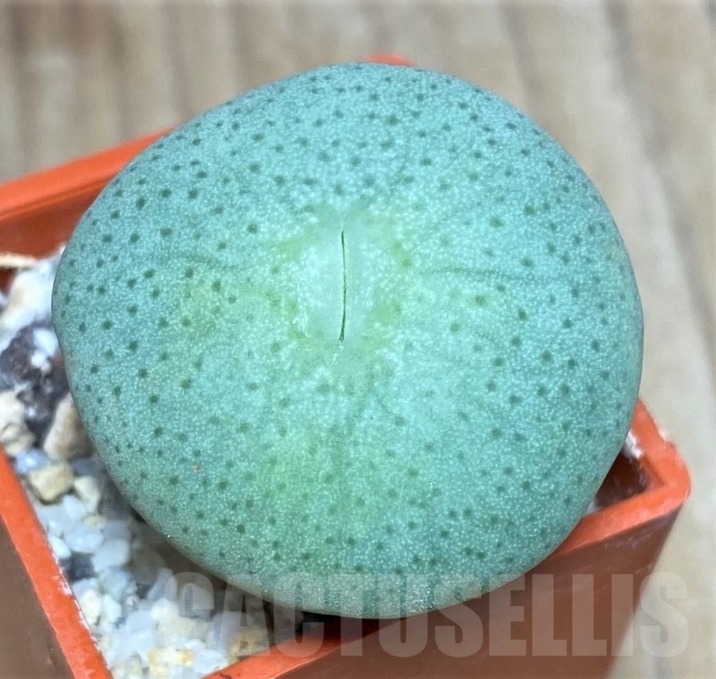SHPR19821 Conophytum jucundum ssp. ruschii PV 1028