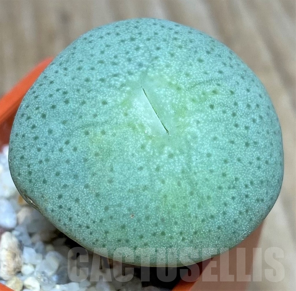 SHPR19821 Conophytum jucundum ssp. ruschii PV 1028 - Imagen 2