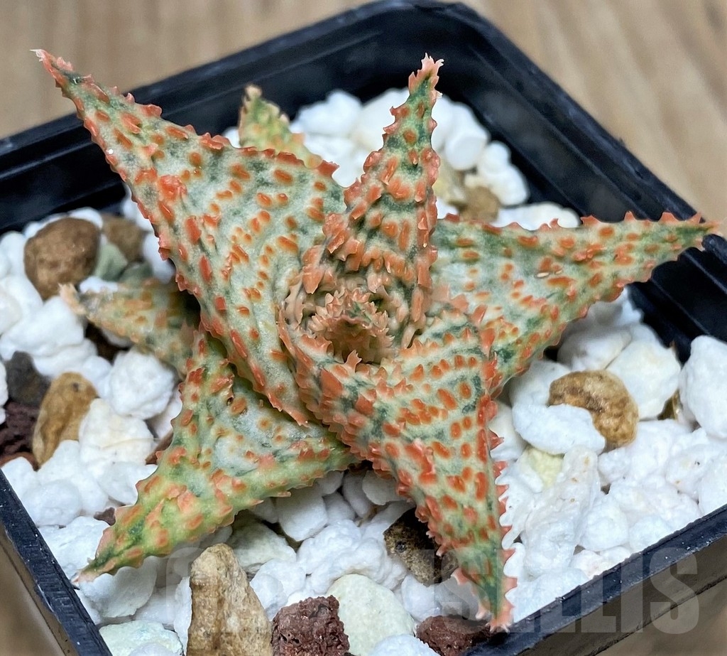 SHPR19836 Aloe hybrid
