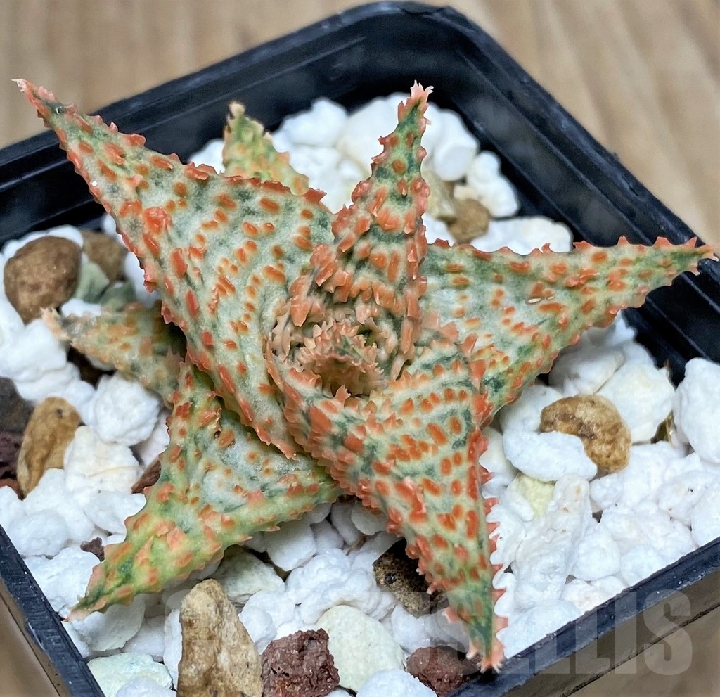 SHPR19836 Aloe hybrid - immagine 2