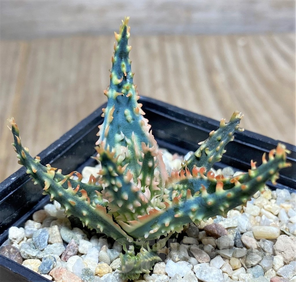 SHPR19837 Aloe TCT hybrid – Bild 2