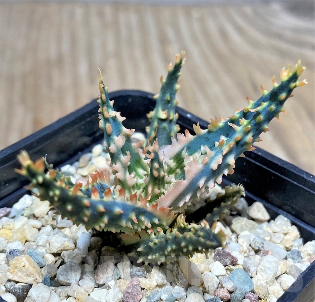 SHPR19837 Aloe TCT hybrid