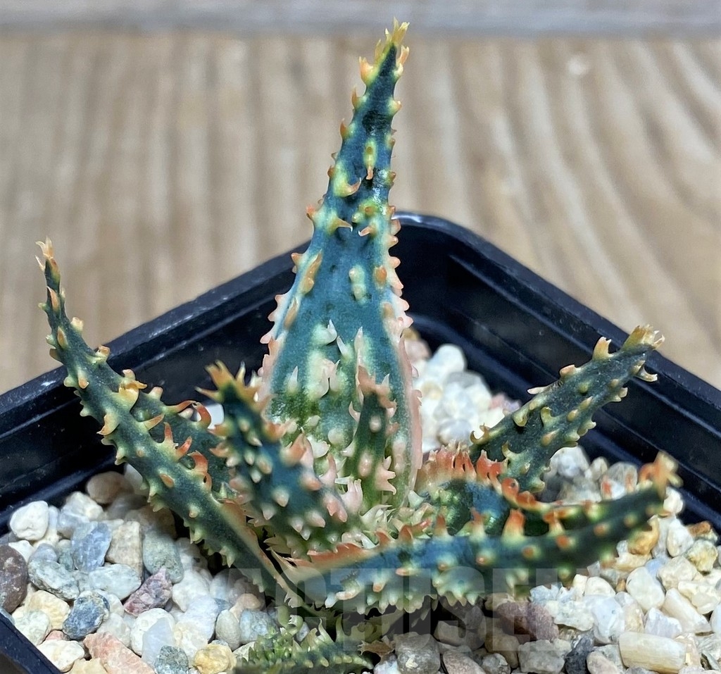 SHPR19837 Aloe TCT hybrid – Bild 3