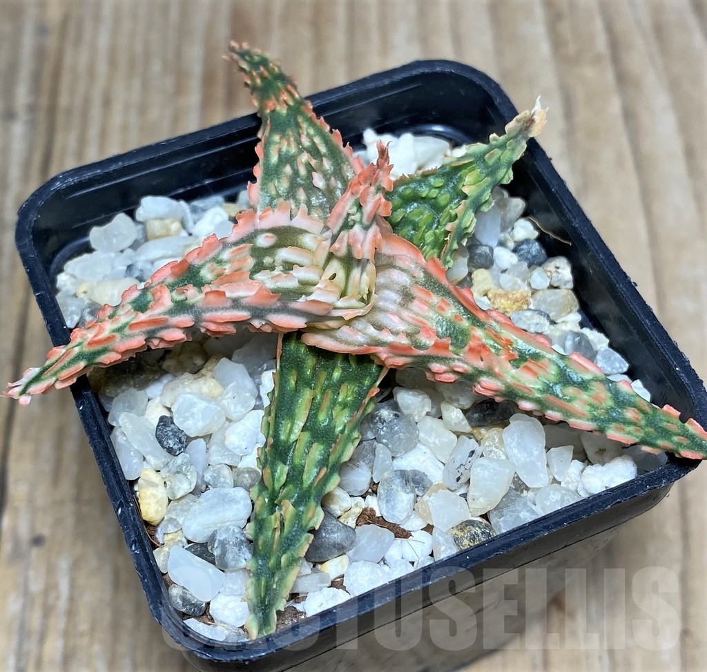 SHPR19838 Aloe TCT hybrid – Image 2