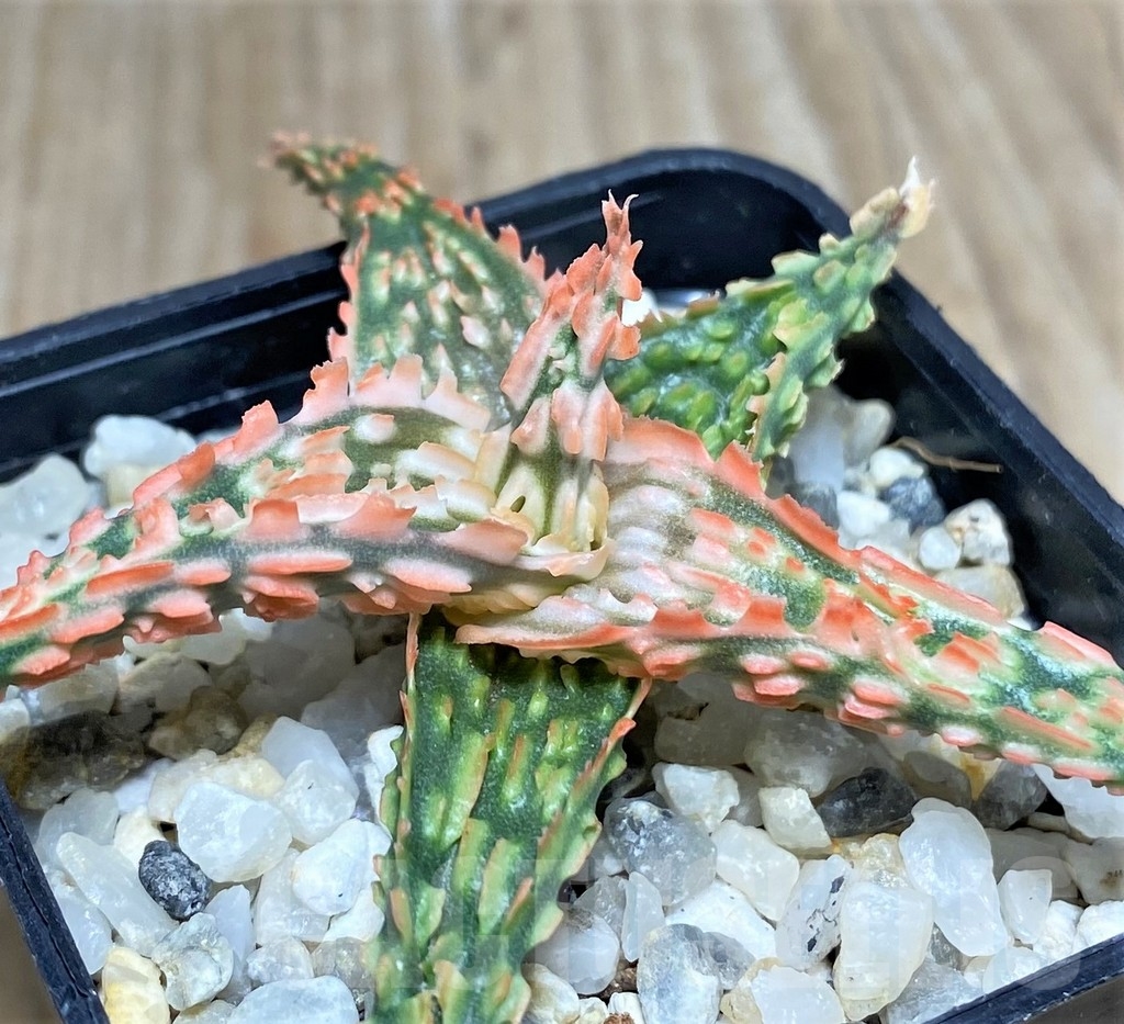 SHPR19838 Aloe TCT hybrid
