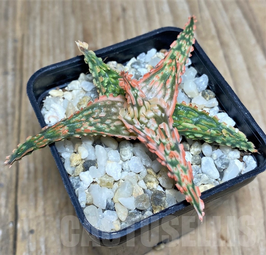 SHPR19838 Aloe TCT hybrid – Image 3