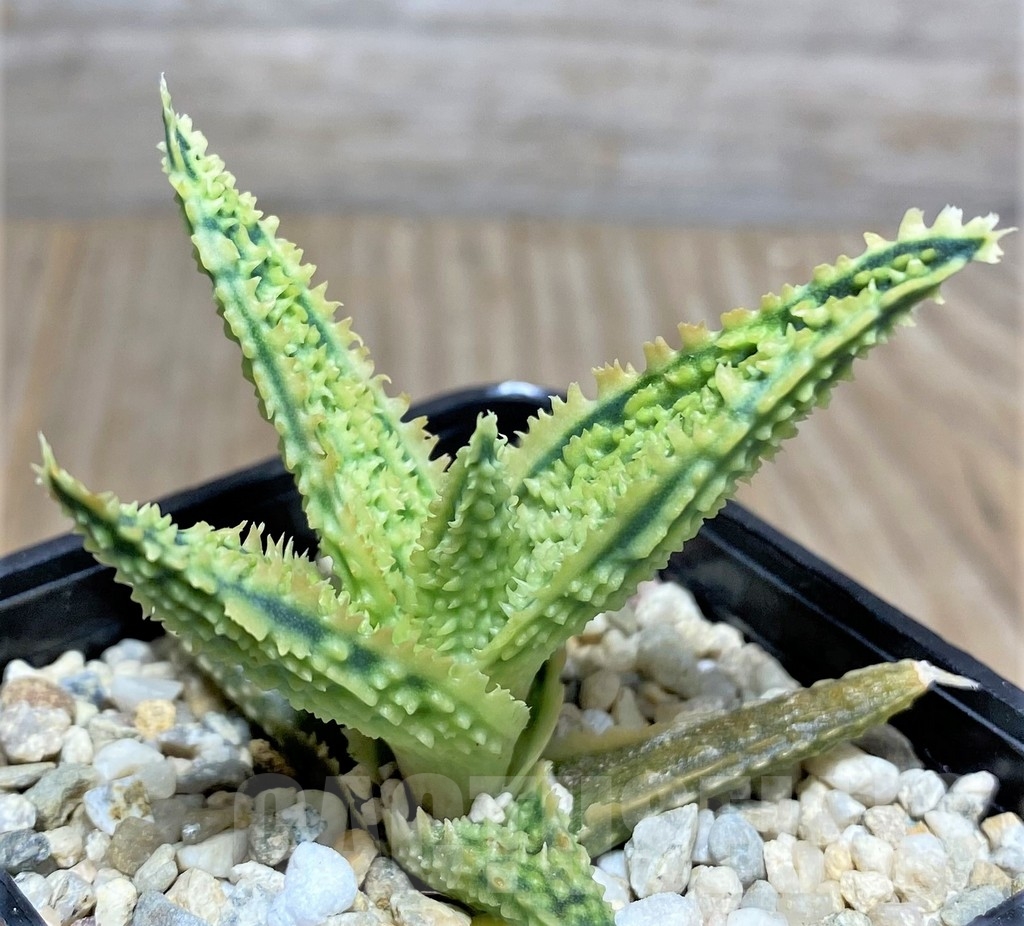SHPR19840 Aloe TCT hybrid